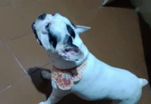 Férias escolares exigem atenção redobrada para proteger a saúde e o bem-estar dos pets