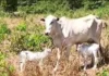 Vaca ‘Estrupício’ dá à luz duas bezerrinhas, caso raríssimo nos Nelores (vídeo)