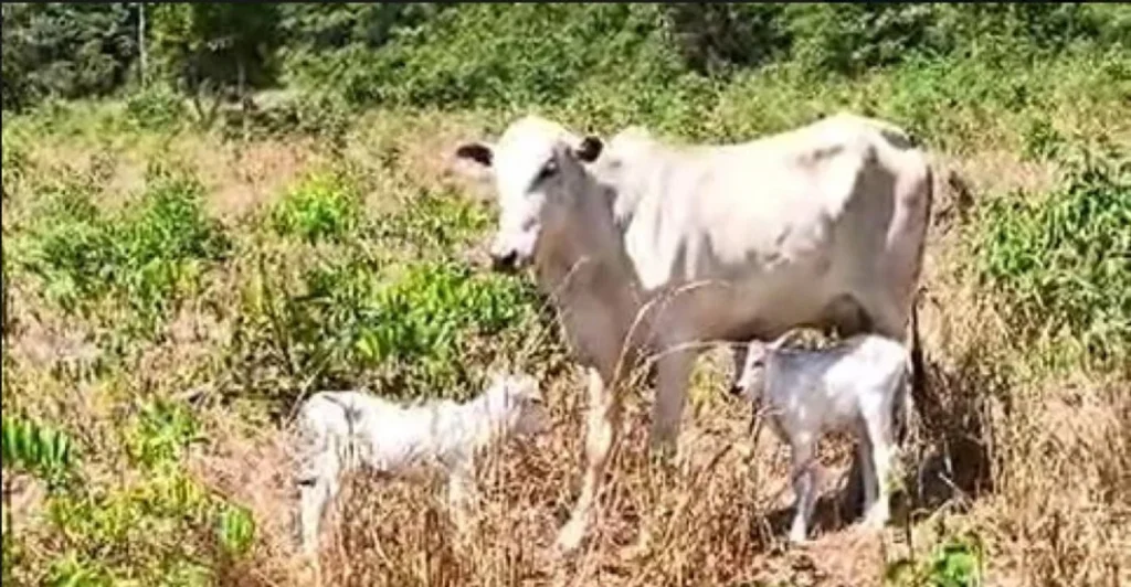 Vaca 'Estrupício' dá à luz duas bezerrinhas, caso raríssimo nos Nelores (vídeo)