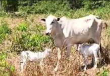 Vaca ‘Estrupício’ dá à luz duas bezerrinhas, caso raríssimo nos Nelores (vídeo)