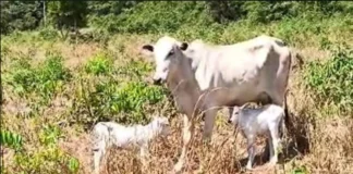 Vaca ‘Estrupício’ dá à luz duas bezerrinhas, caso raríssimo nos Nelores (vídeo)