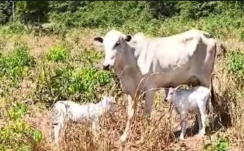 Vaca ‘Estrupício’ dá à luz duas bezerrinhas, caso raríssimo nos Nelores (vídeo)