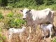Vaca ‘Estrupício’ dá à luz duas bezerrinhas, caso raríssimo nos Nelores (vídeo)