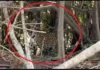 Do barranco do Guaporé, onça pintada só observa pescadores, em Cabixi (vídeo)