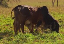 Infestação de mosca-do-estábulo provoca mortes de animais e causa prejuízos a pecuaristas em SP
