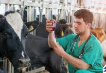Veterinários são protagonistas no sucesso do agro em Rondônia, destaca Carlos Magno