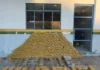 Dois são presos e um foge, durante apreensão de 360 kg de maconha, em ação da PRF e PM, em Seringueiras