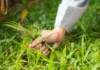 Nano-herbicida para controle de ervas daninhas é testada com sucesso por pesquisadores de Sorocaba