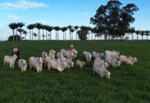 34 cidades do Espírito Santo têm mais bois e vacas do que habitantes
