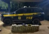 Sob capota marinha, 100 kg de maconha e 2 de coca, em picape abordada pela PRF