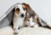 Dedução no Imposto de Renda das despesas com cães e gatos pode virar Lei