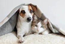 Dedução no Imposto de Renda das despesas com cães e gatos pode virar Lei
